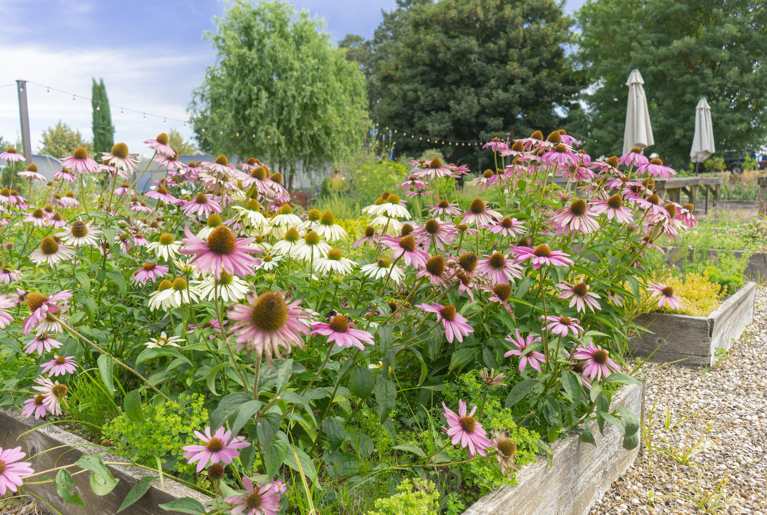 These raised beds are a good source of nutrition for local bees providing nectar for the whole season.