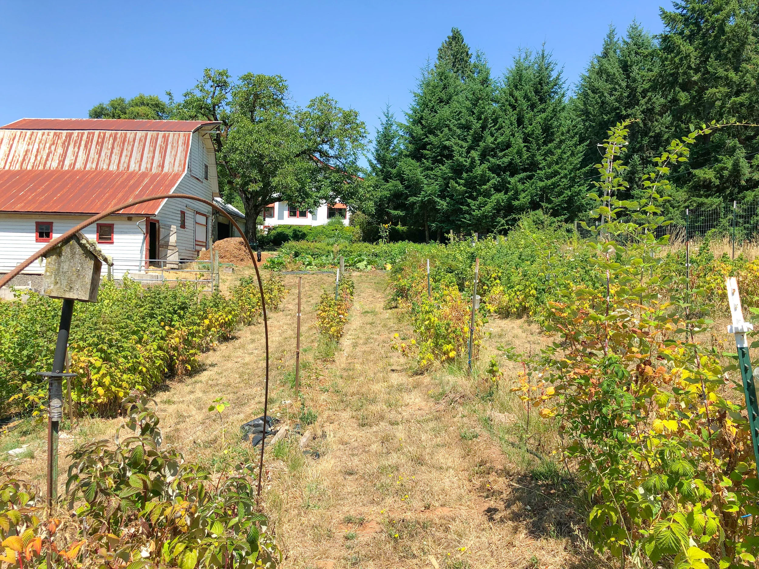 Rows of raspberries backing up to the family’s horse barn.
