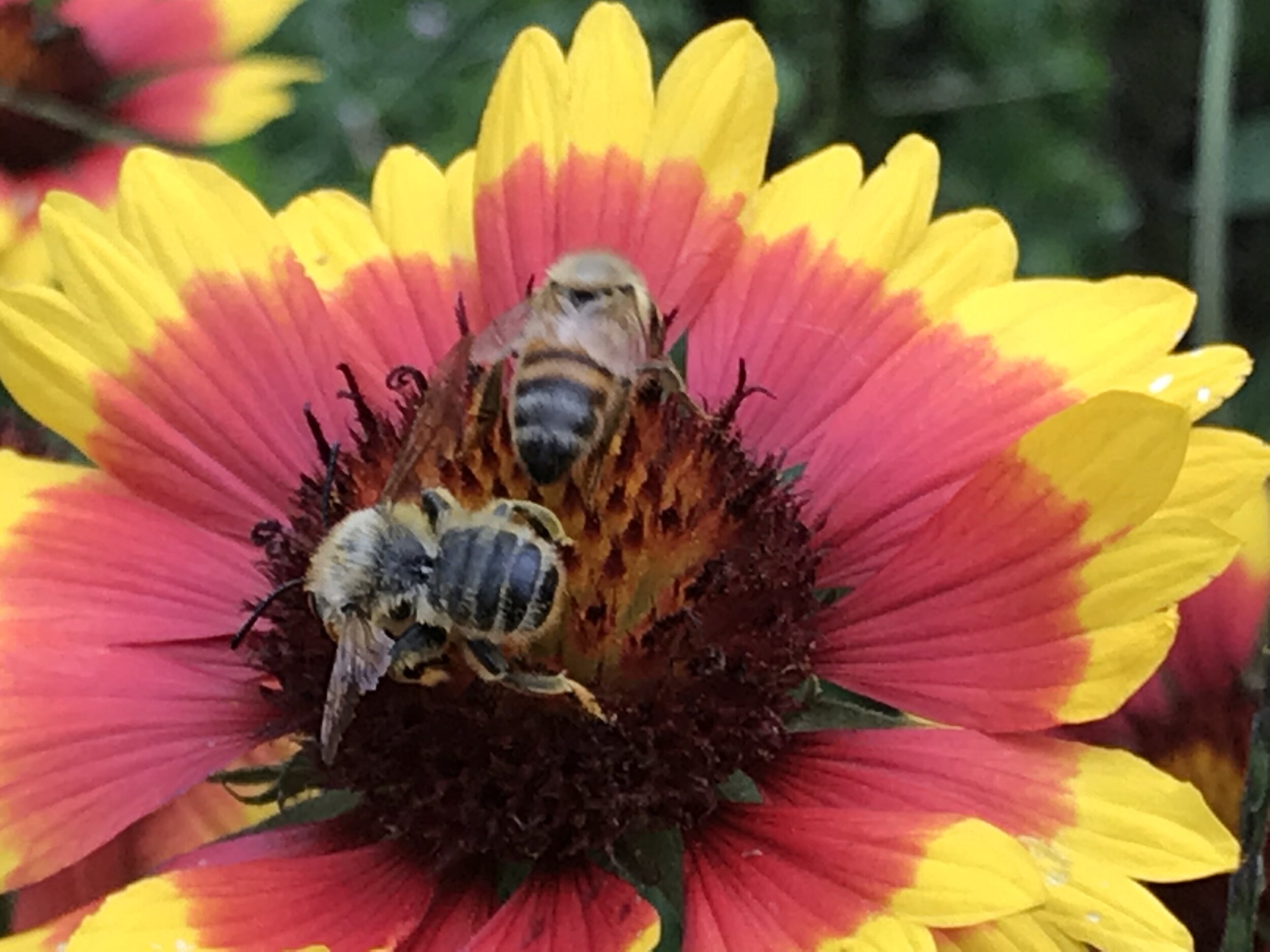 Many people think “What can bees do for us?” However, we ask, “What can we do for them?”