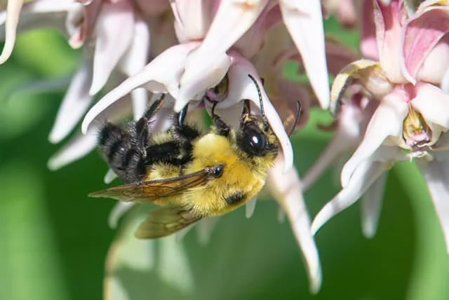 Back in late August Michael O’Loughlin noticed there was still milkweed blooming in Yamhill County. He saw a heap of Bombus griseocollis on it. Others confirmed, B. griseocollis really love these plants.