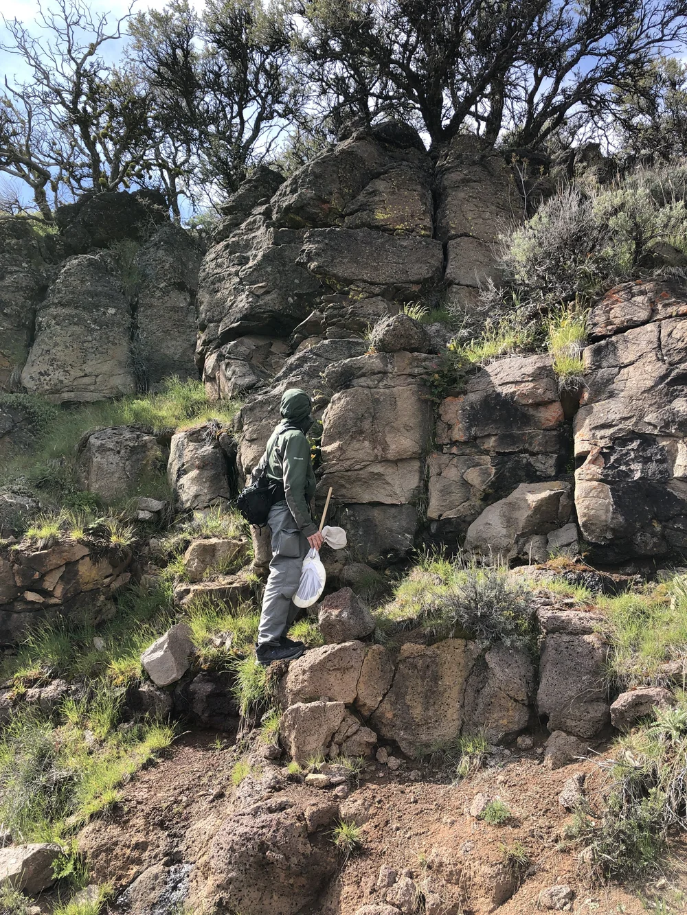 Climbing to look for cool bees