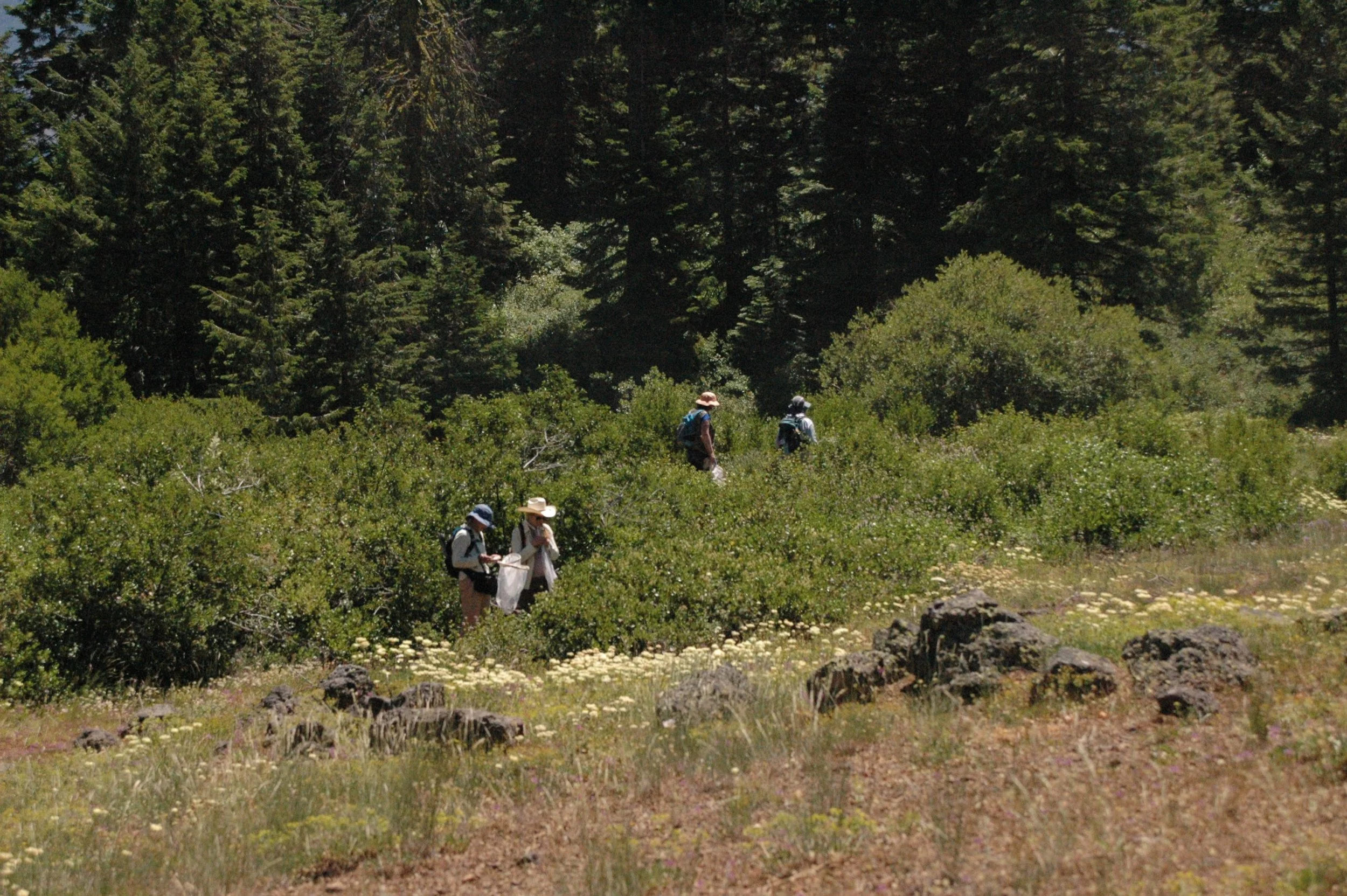 bee hunters by Corban Stanton