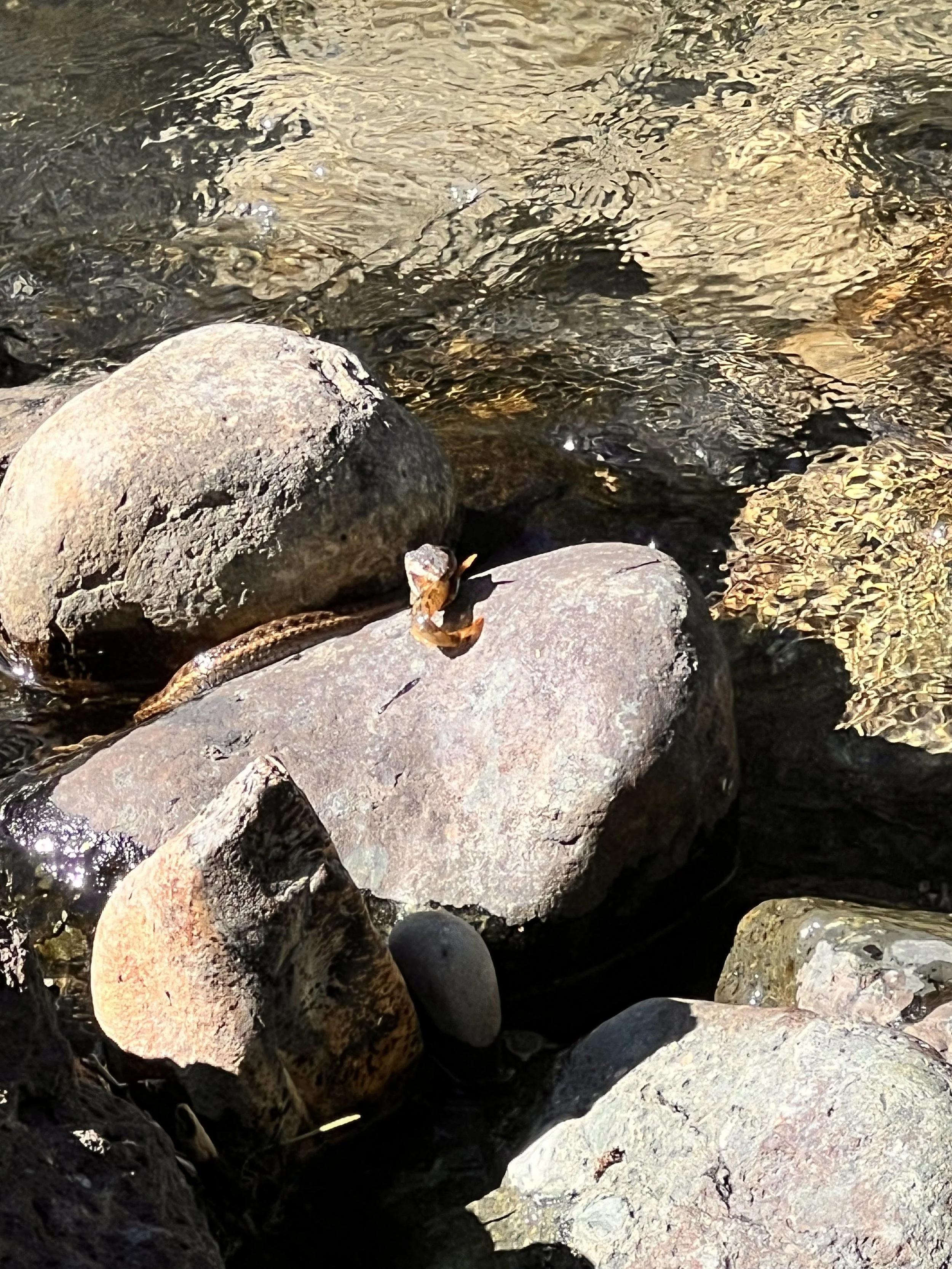 snake eating a fish by Corban Stanton