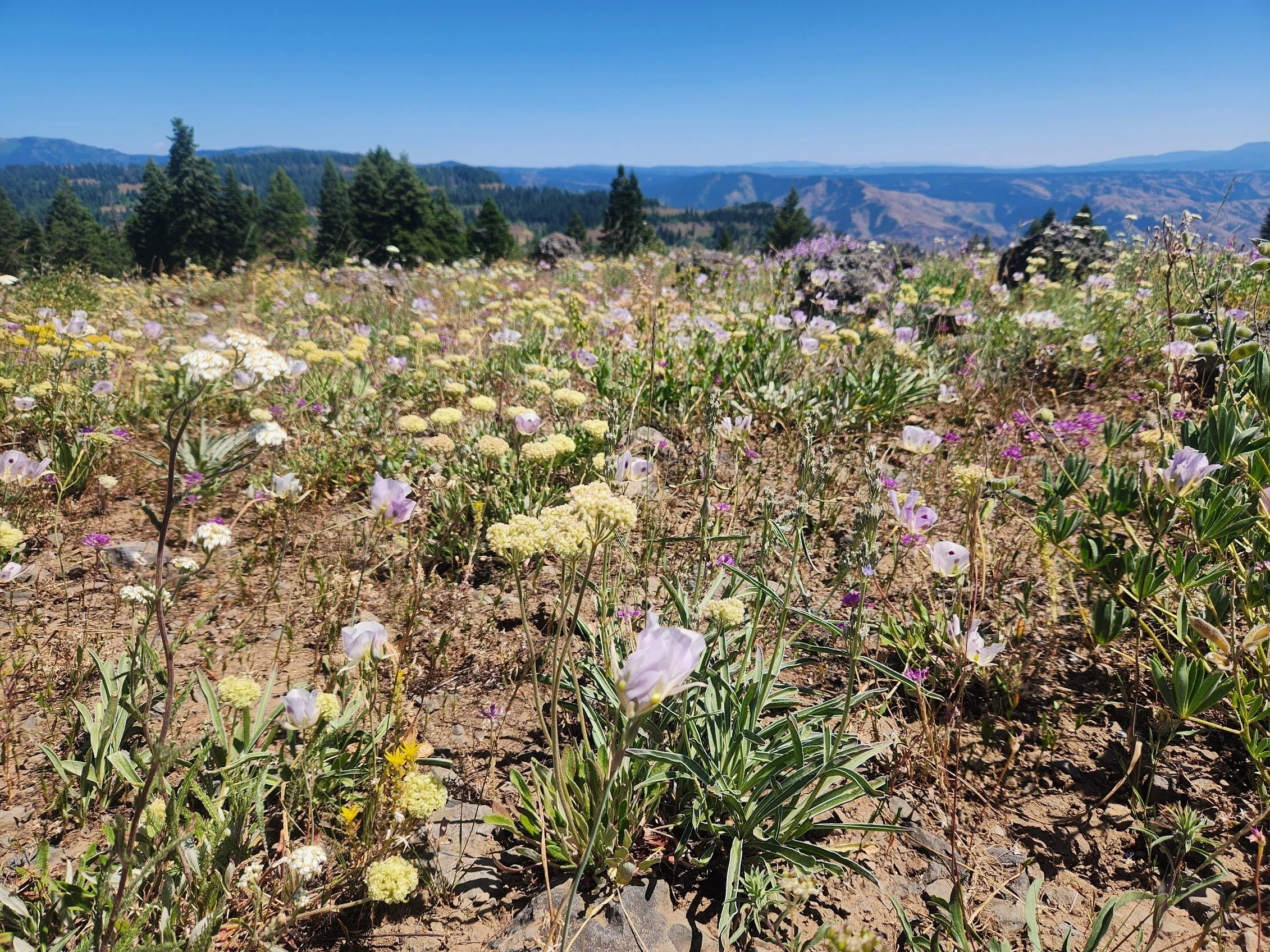 local flowers by Sarah Gardener