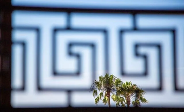 Best Fronds Forever. A new owner of a building cut down these two gorgeous 60ft palms that I could see from my bed. Palm tree cutter downers stink. But it&rsquo;s private land that has an apartment complex, and the new owner paid out the tenants so t