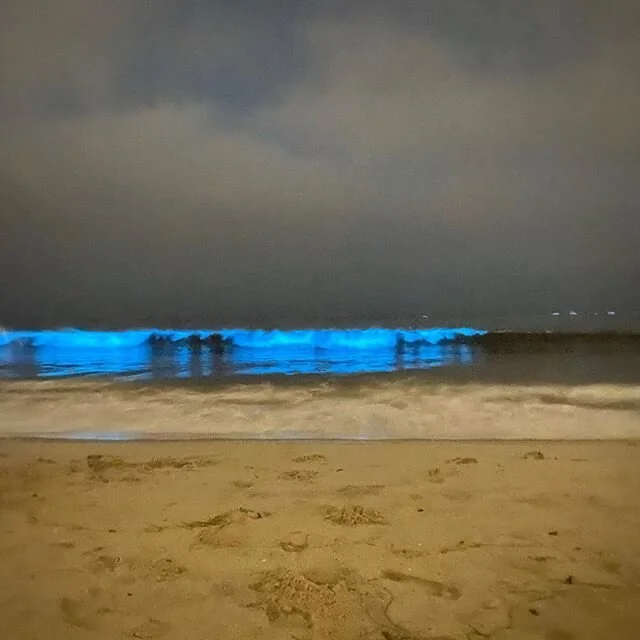 Such a significant time for Gaia to be peacocking like this. Red phytoplankton making electric blue waves and sand. Hints at our important choice between taking the Red pill or the Blue pill. Neo and Gaia have faith in us. 🔴