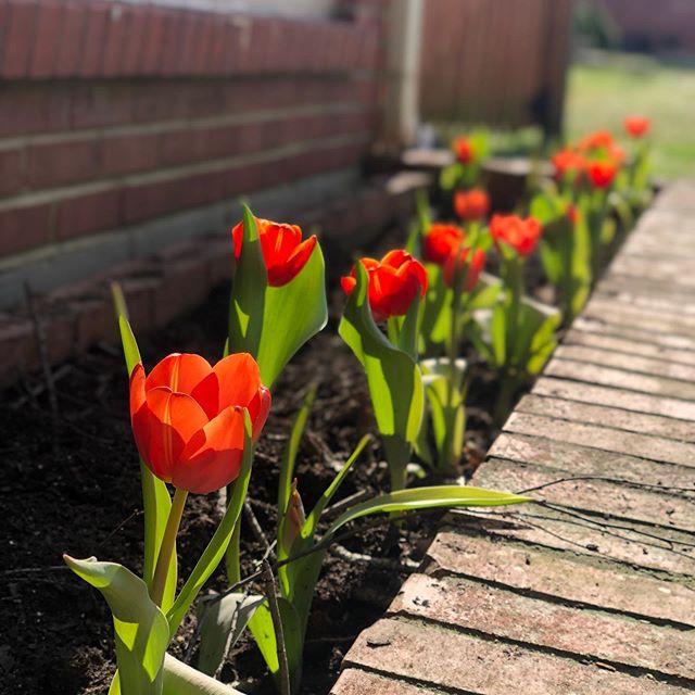It&rsquo;s starting to look like Spring in the neighborhood! ☀️🌷
#donelsonhills #donelson #hipdonelson #nashville #springtime