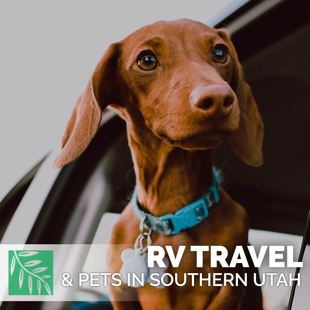 Part of going on a camping trip or RV adventure with your dog is planning for the activities away from your camp.

Just as you pack your bag for a hike with some necessities like snacks and water, some emergency items like first aid supplies, and som