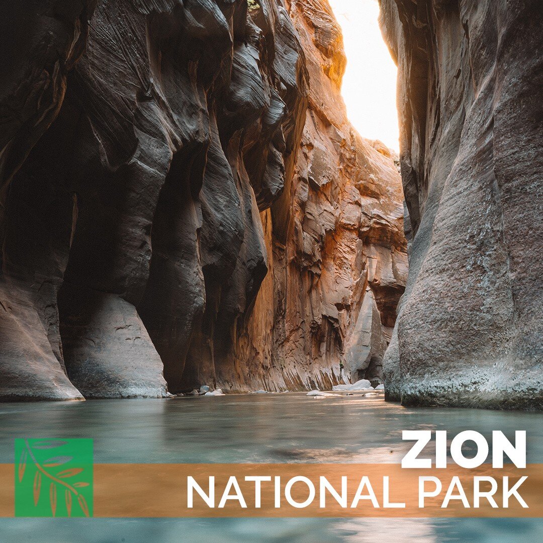 There is so much to enjoy during a visit to Zion National Park. Even if you aren&rsquo;t an avid adventurer or rock climber, you&rsquo;ll find plenty to do and see in this area.

One of the easiest ways to soak up the majesty of Zion without much eff
