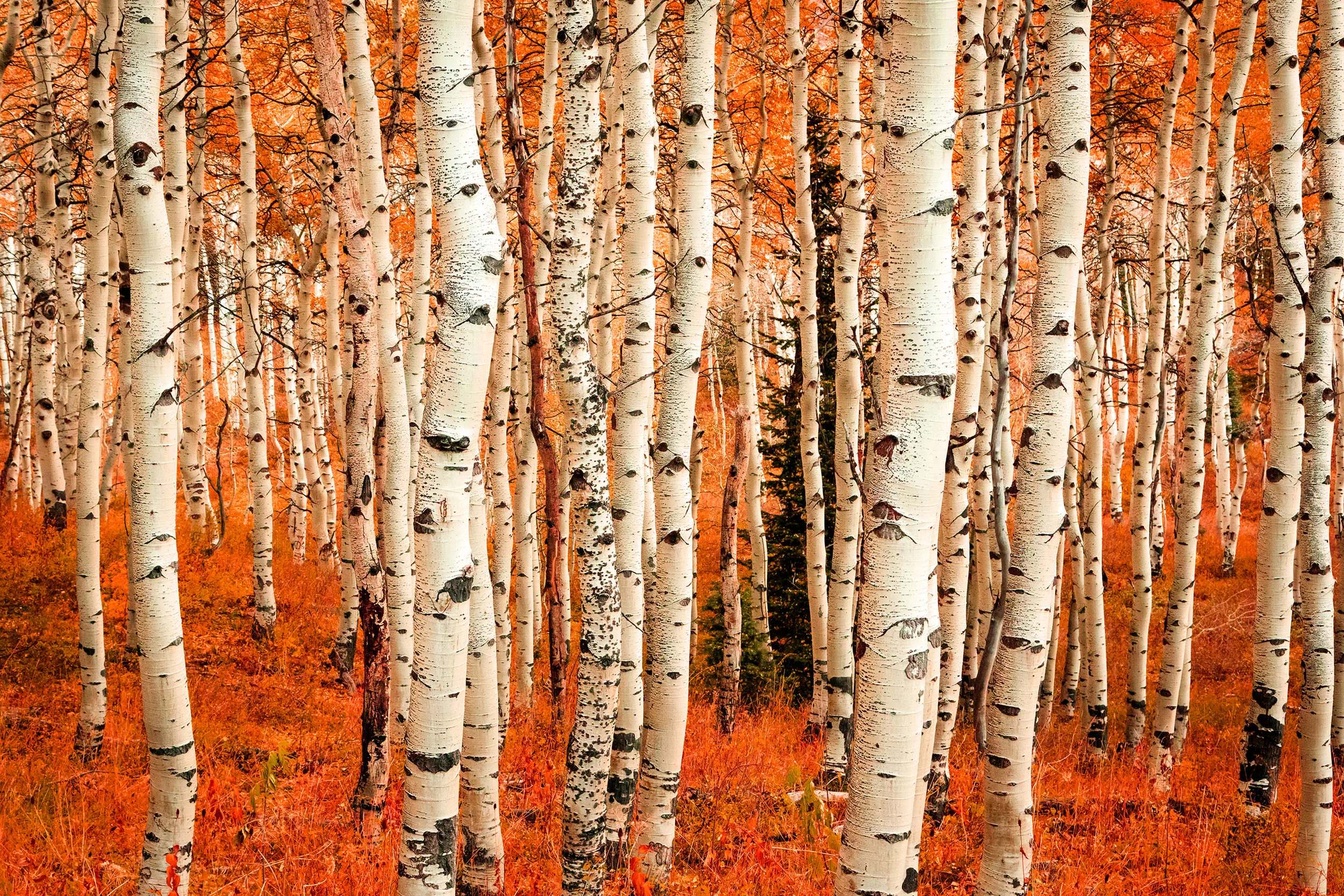 shutterstock_746559598.jpg