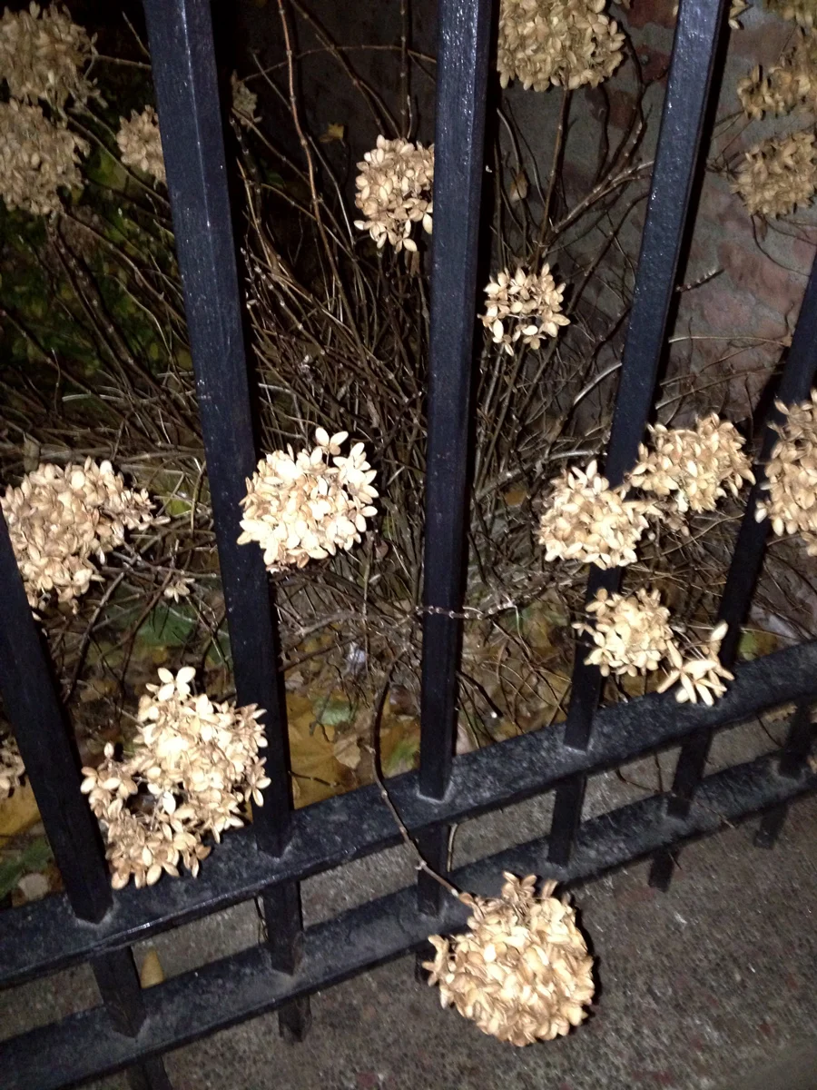 White Flowers