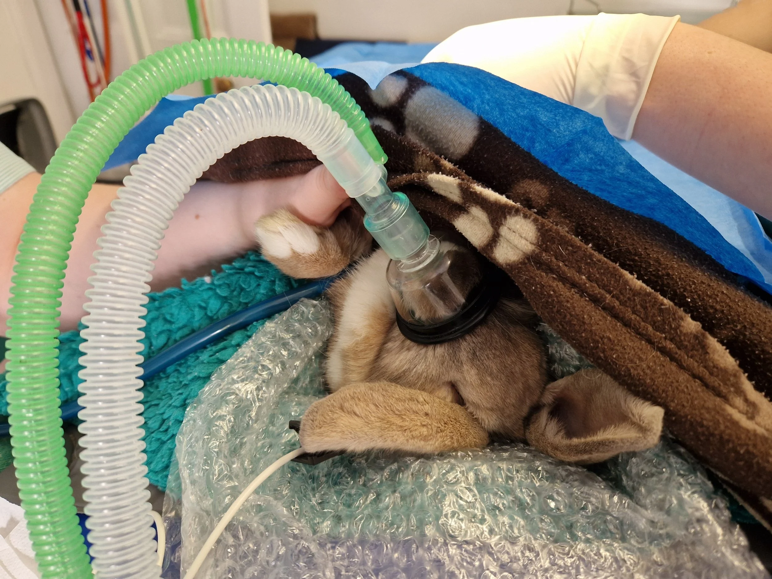 anaesthetised rabbit