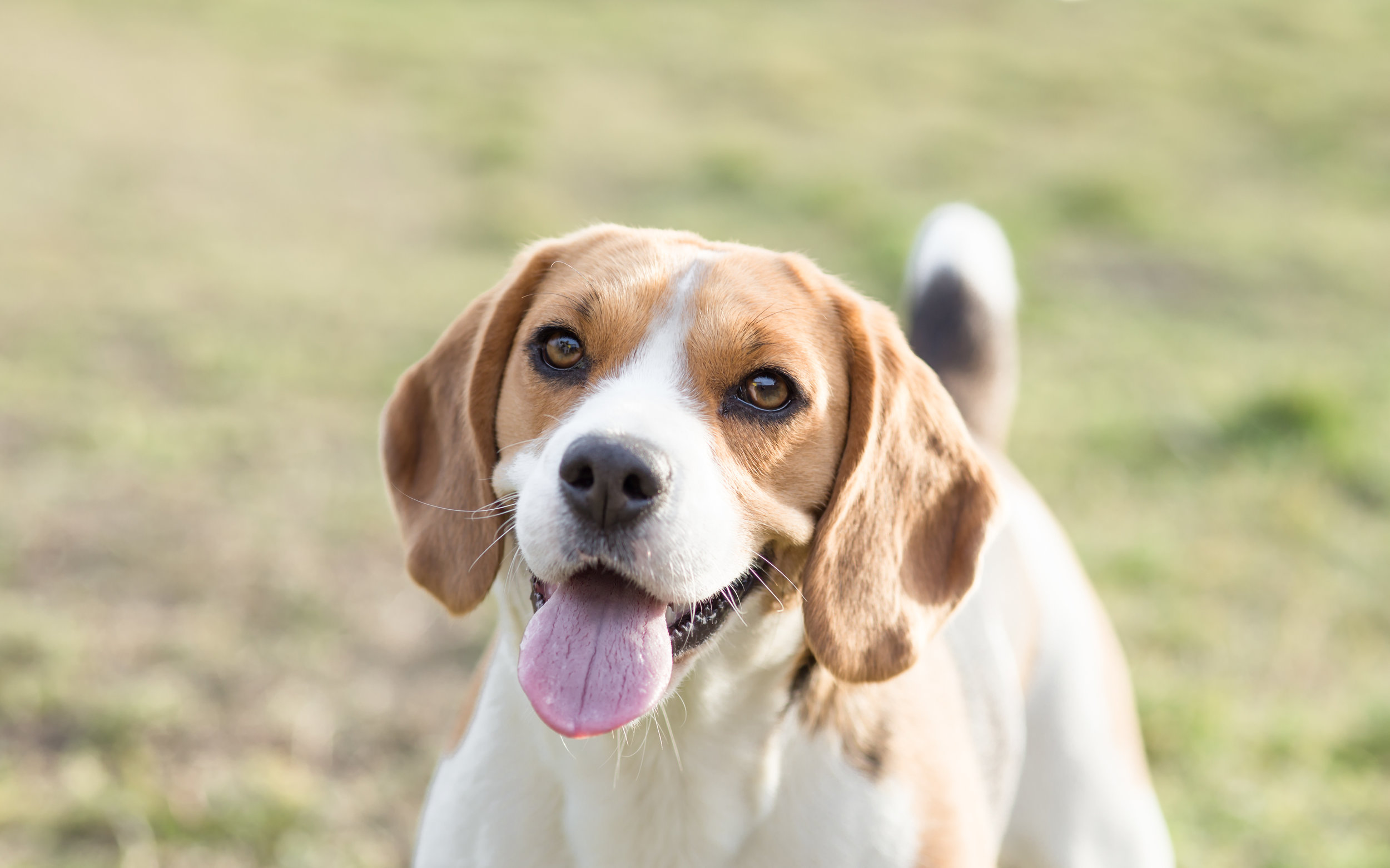 How Bed Bug Dogs Can Help Solve Your NYC Bed Bug Problem