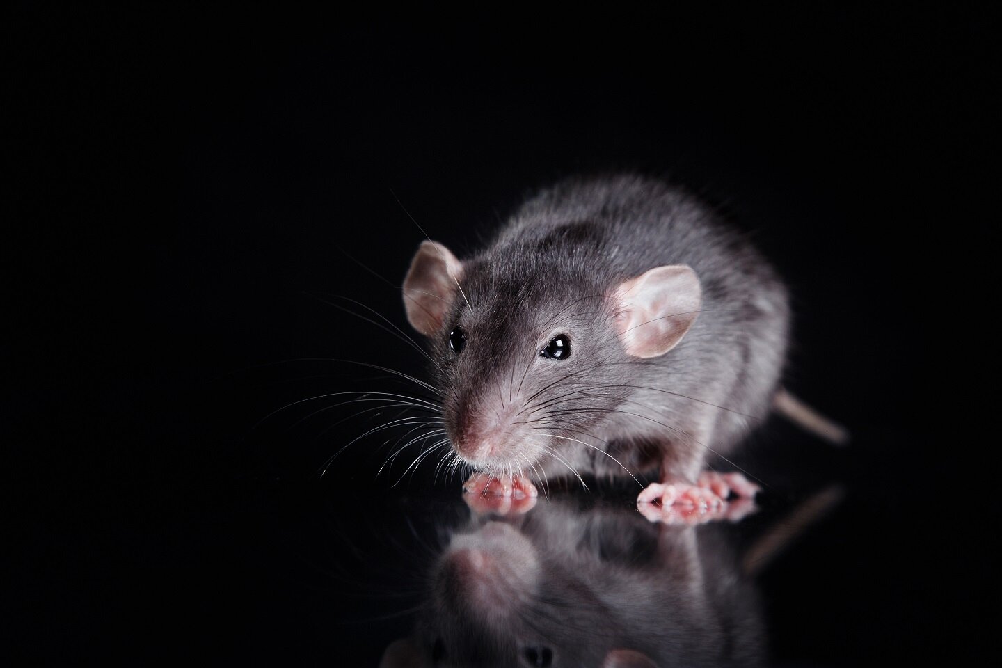Rodent control Queens NY - rad & mice exterminator NYC