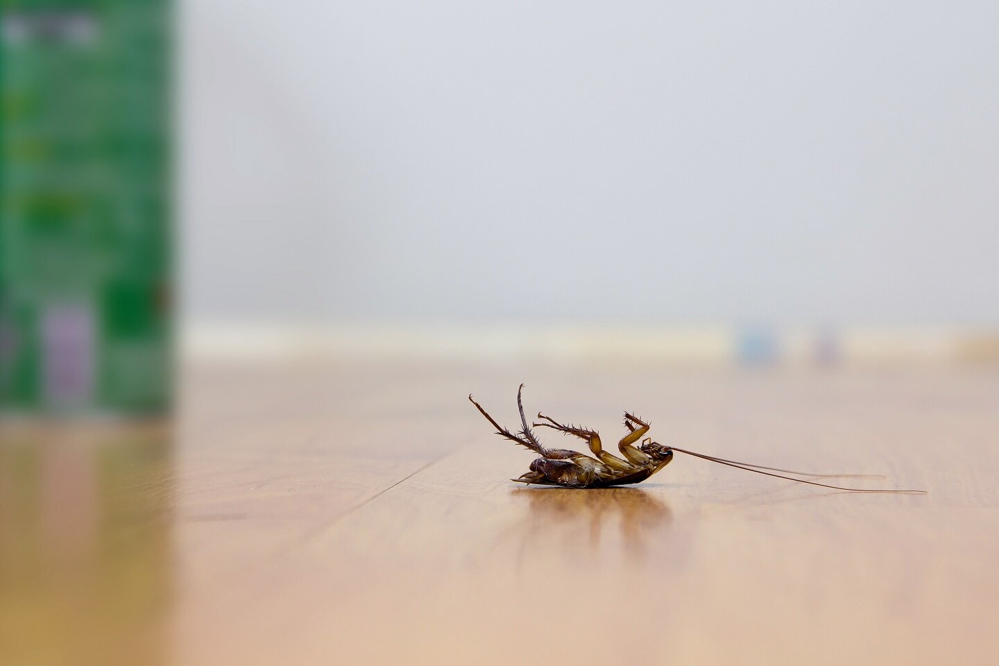 Exterminator NYC - termite inspection Brooklyn NY, mice exterminator Queens NY