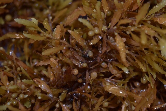 Sargassum NOAA trip.jpg