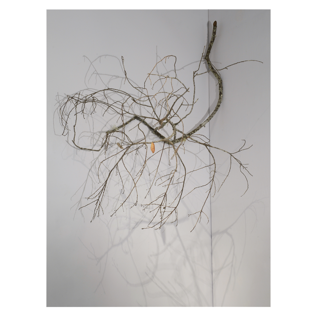 Axis Mundi, variable, found branch, leaf
