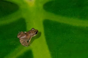 Lesser Antillean Whistling Frog (Source: http://www.dcnanature.org)