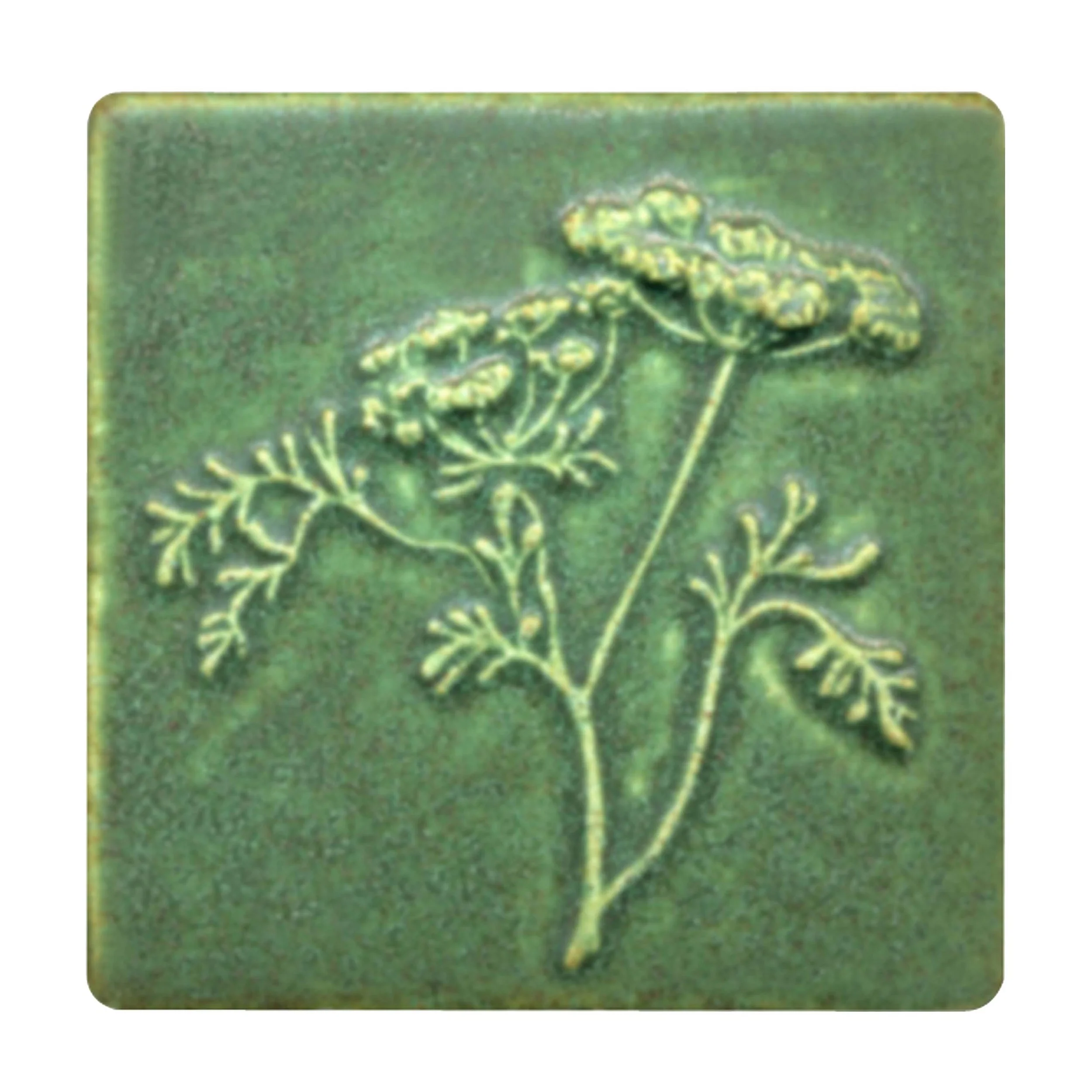 Queen Annes Lace 800.jpg