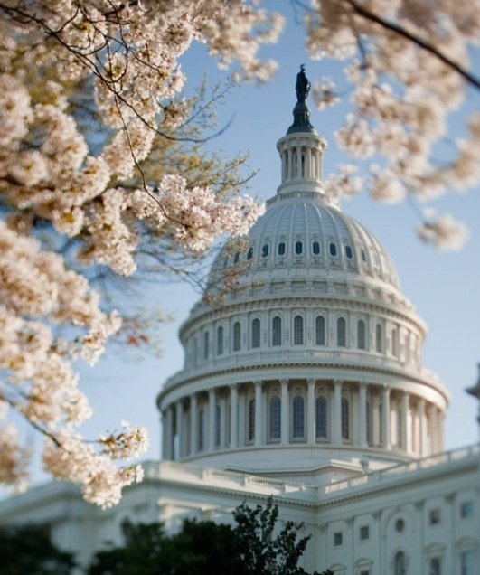 US+Capitol+Dome_Cherry+Blossoms.jpg