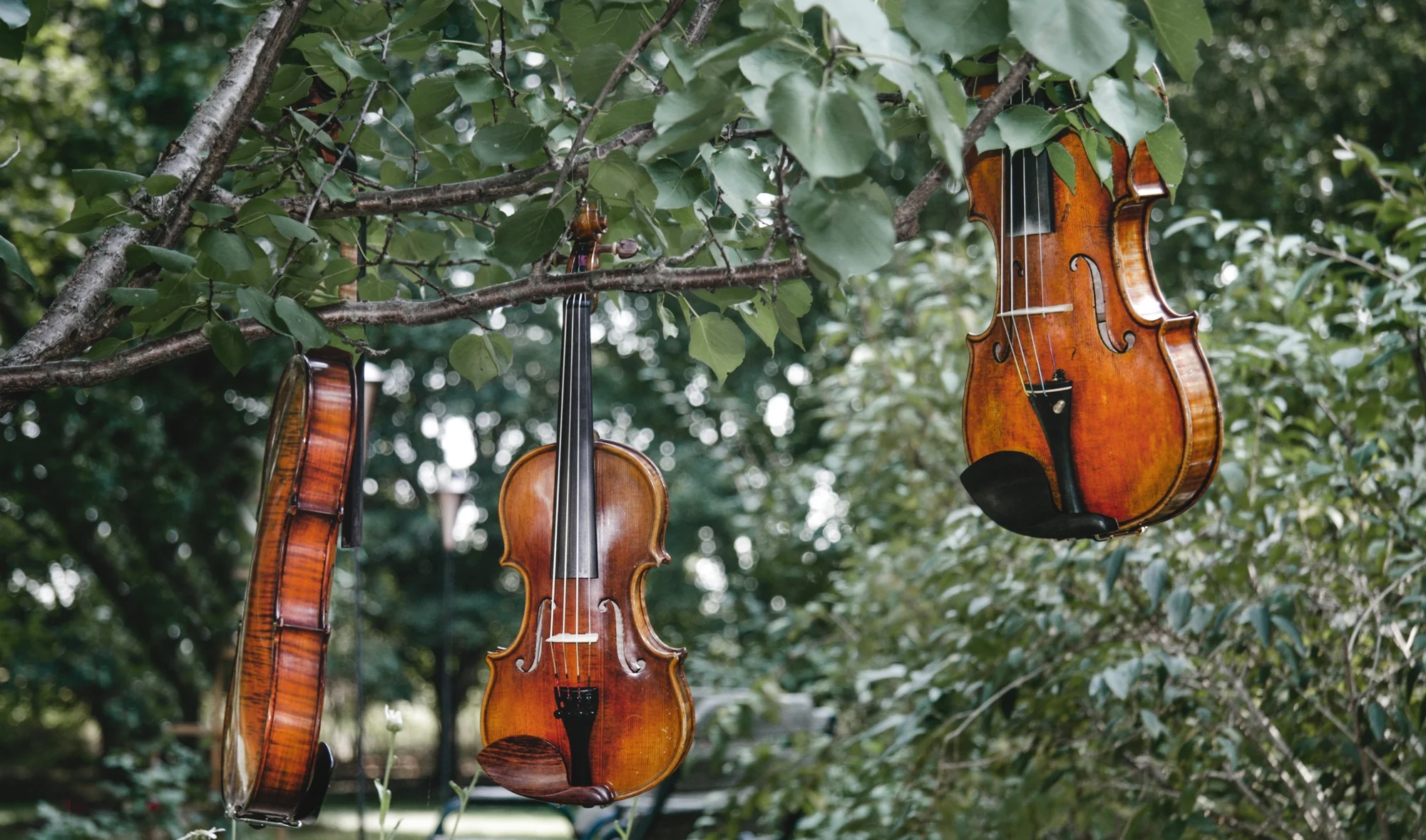 Violins_Hanging.jpg