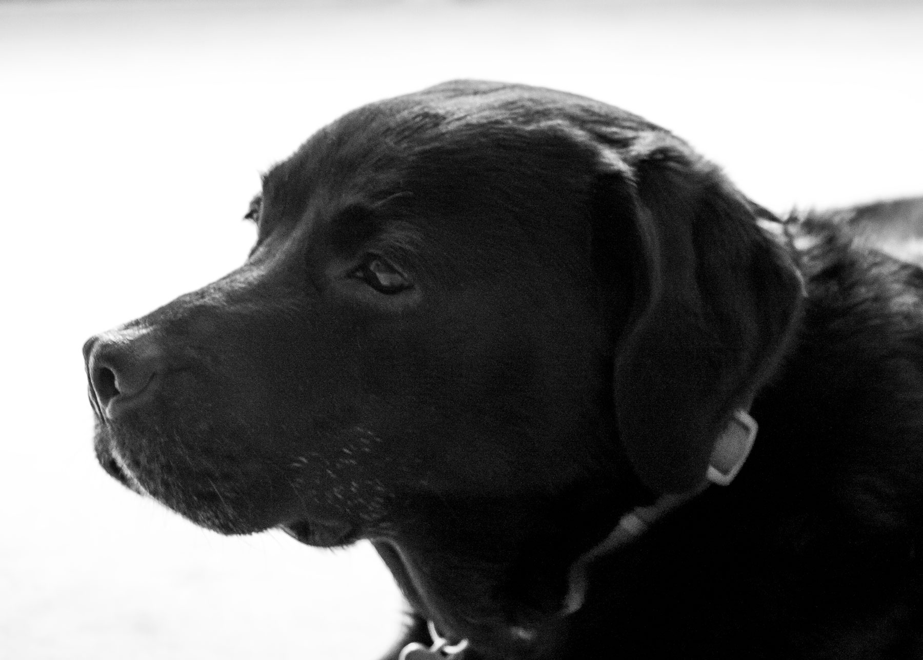Lola_B&W_portrait_1800.jpg