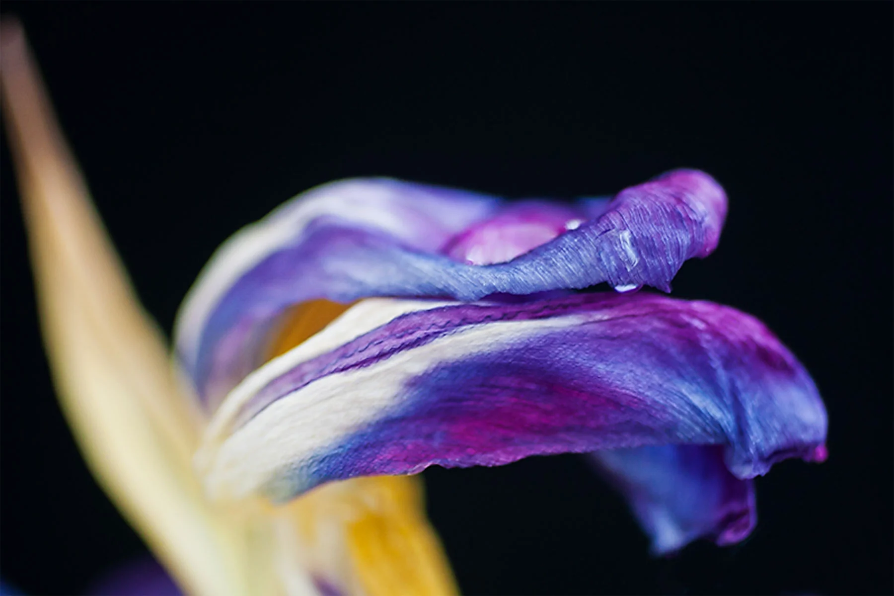 Untitled - Tulip and water drop (UK, February 2014)