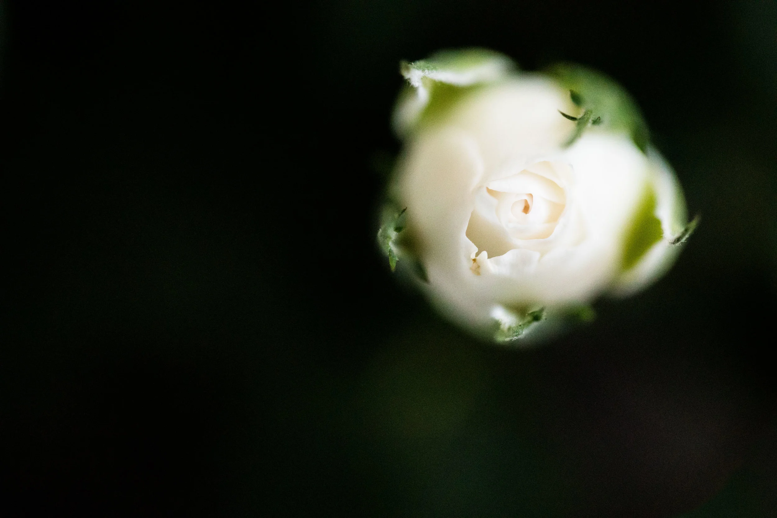 Untitled - Rose Bud (UK, April 2017)