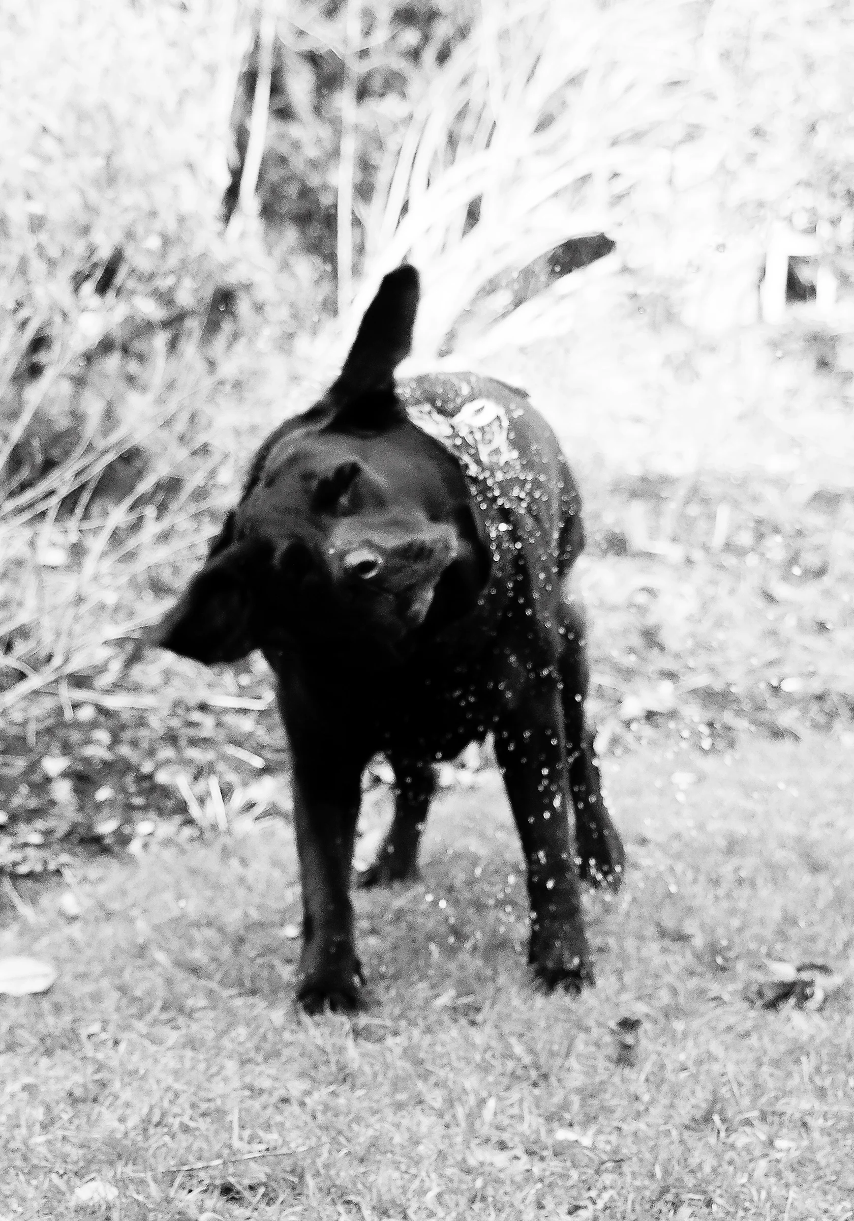 Untitled (The Splash - Lola Series (wip))