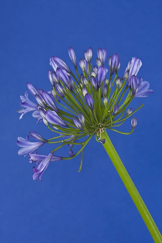 Untitled (Blue on Blue)