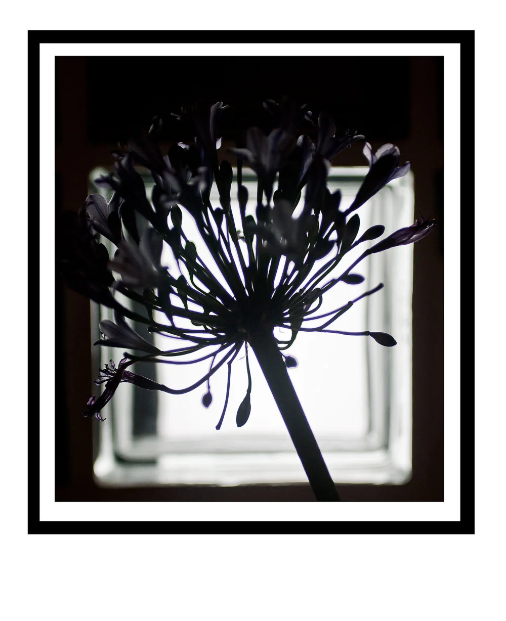 Untitled (Abstract Flower - Silhouette)