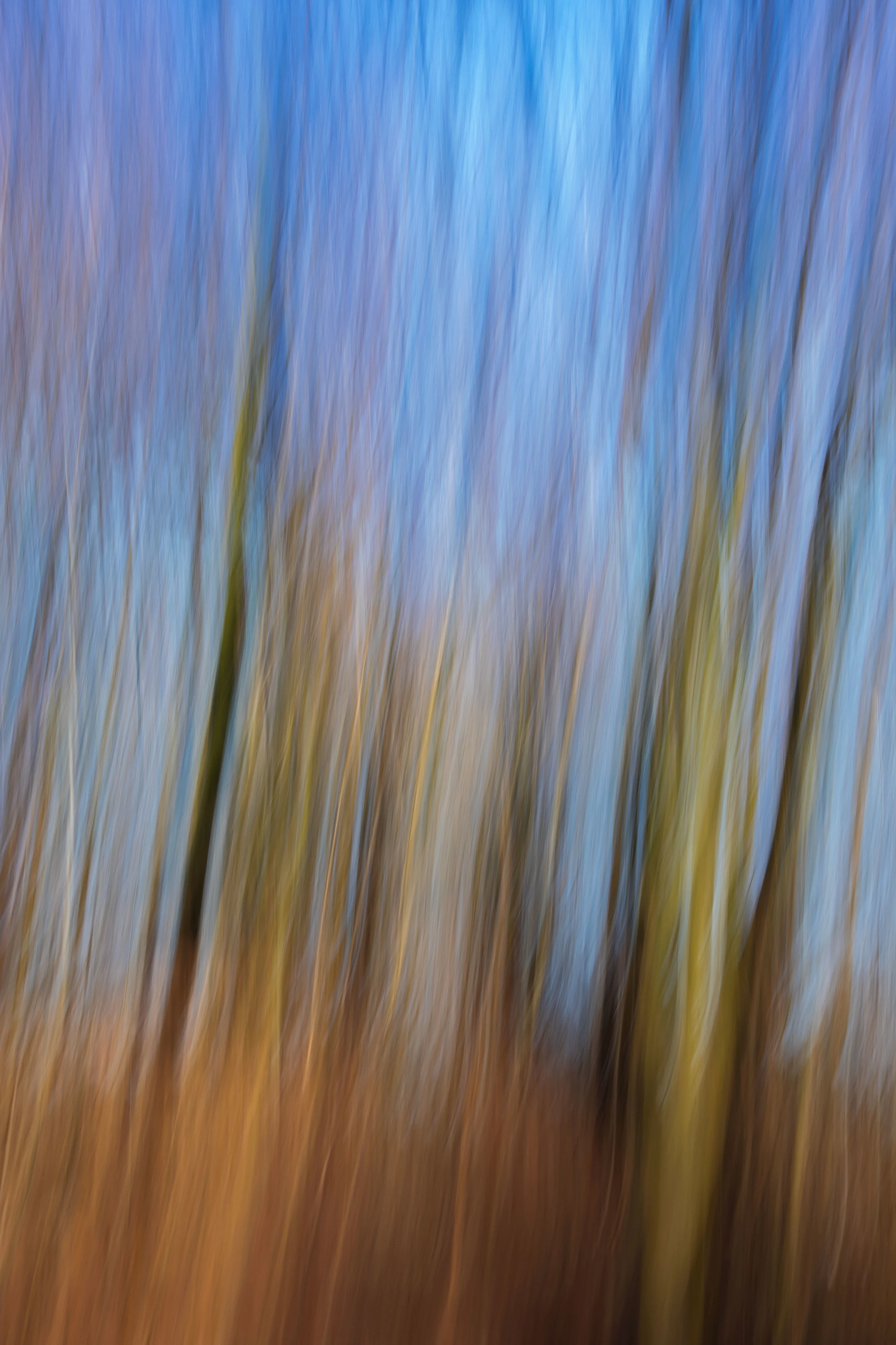 Vertical-trees-Abstract.jpg