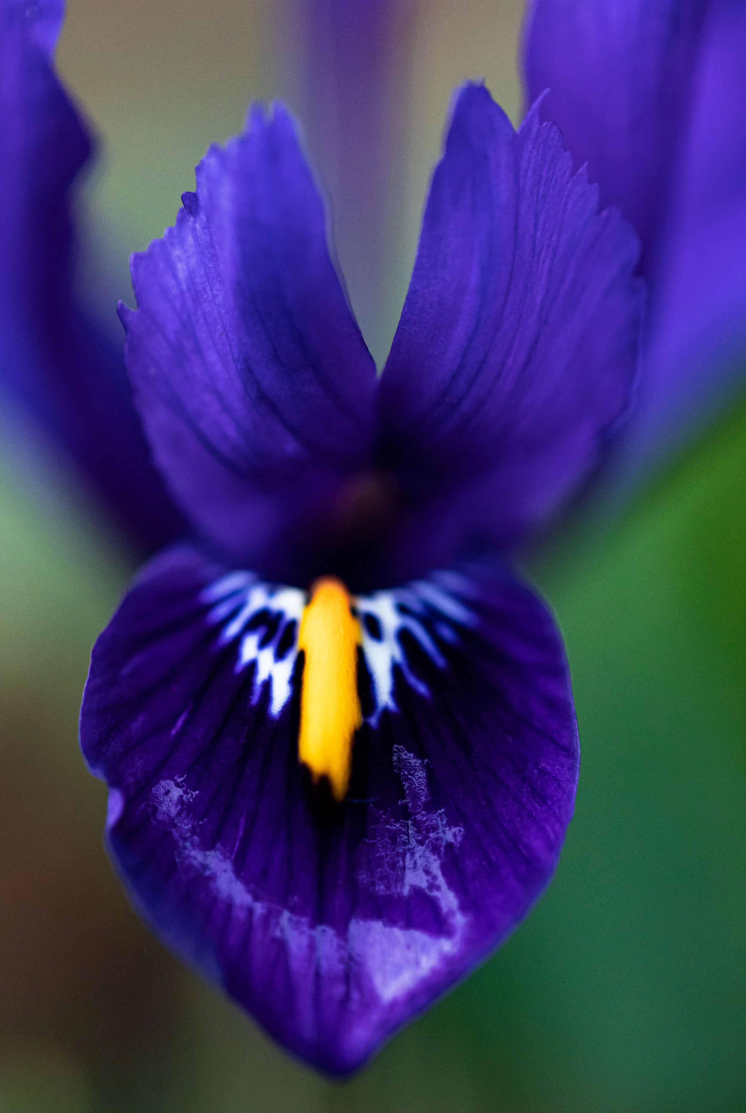 Abstract Iris, February 2021