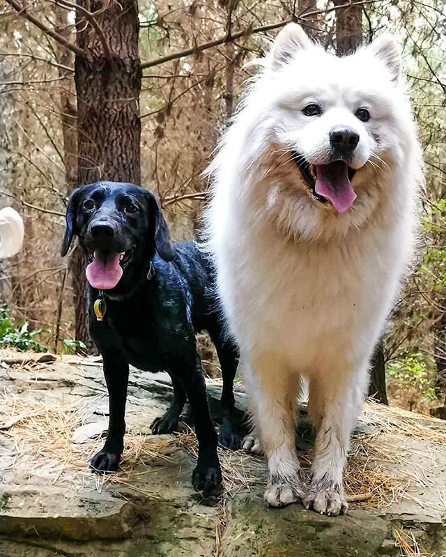 Tounges out Tuesday
.
Ft. Tilly + Enzo
.
#packofpaws #dunedinnz #adventure #adventurenotwalk #dunedin #dogsofinstagram #dogs #dogadventures #outdoors #packwalks #pack #packbuddies #dogsthathike #hikingadventures #samoyed #dunedindogwalker