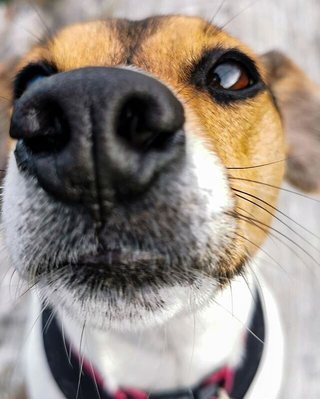 BOOP👆
.
Ft. Bee
.
#packofpaws #dunedinnz #adventure #adventurenotwalk #dunedin #dogsofinstagram #dogs #dogadventures #outdoors #packwalks #pack #dogsthathike #dunedindogwalker #hikingadventures