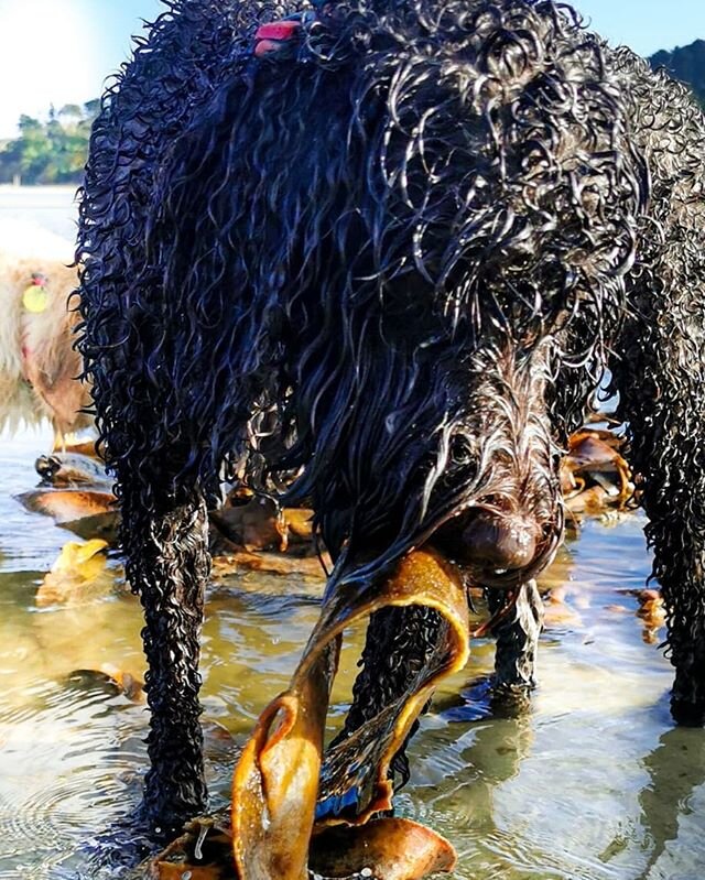 Keeping up with the trends #seaweedsnack.
.
Ft. Mouse
.
#packofpaws #dunedinnz #adventure #adventurenotwalk #dunedin #dogsofinstagram #dogs #dogadventures #outdoors #packwalks #pack #dogsthathike #dunedindogwalker #labradoodle