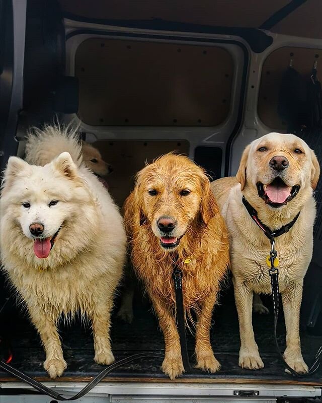 All the shades of gold.
.
On another note can someone please invent a drive through dog wash? Please and thank you.
.
Ft. Ruby + Indy + Buddy
.
#packofpaws #dunedinnz #adventure  #dunedin #dogsofinstagram #dogs #dogadventures #outdoors #packwalks #pa
