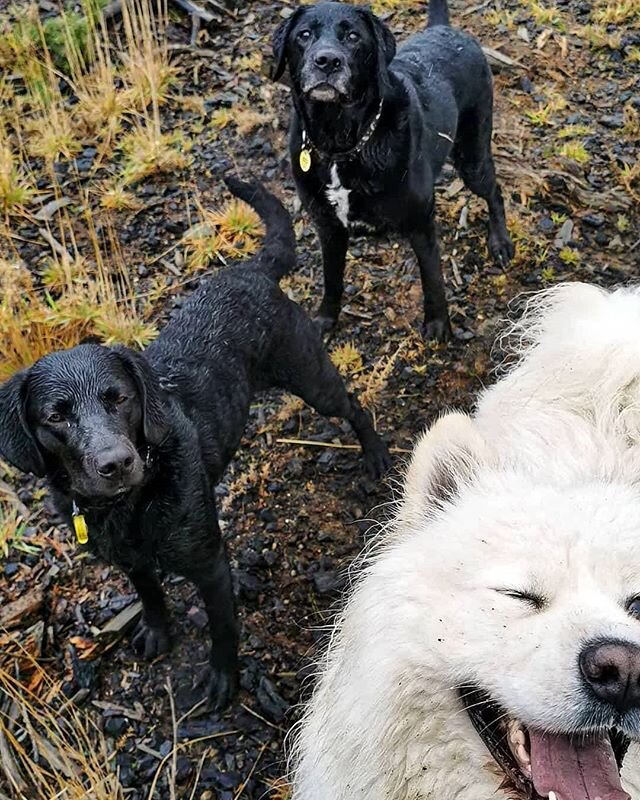 Enzo: 'throw it left' 😉😉
.
Ft. Tilly + Ash + Enzo
.
#packofpaws #dunedinnz #adventure #dunedin #dogsofinstagram #dogs #dogadventures #outdoors #packwalks #pack #dogsthathike #packbuddies #dunedindogwalker #hikingadventures #samoyed