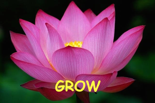 Grow pink lotus.JPG