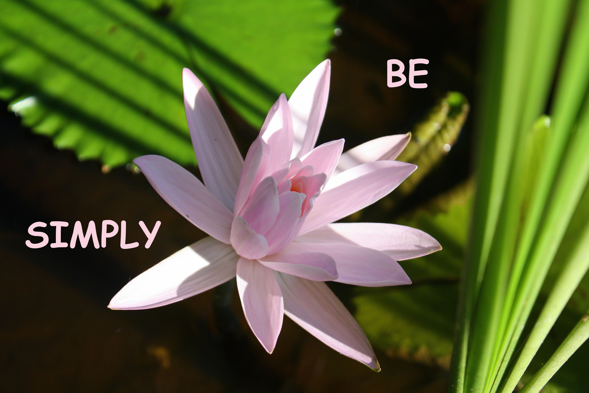 Simply BE lotus.jpg