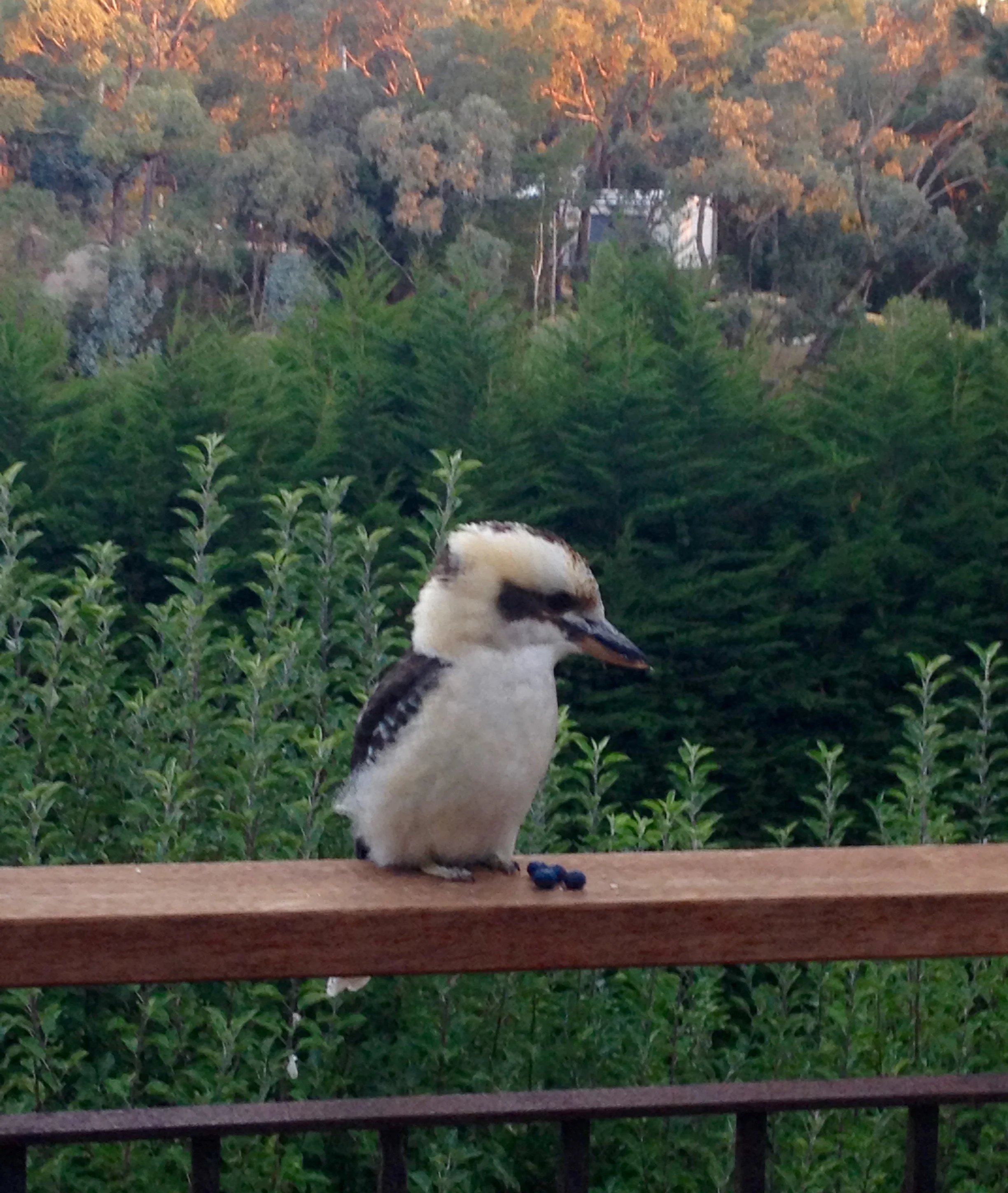 Kooka.jpg