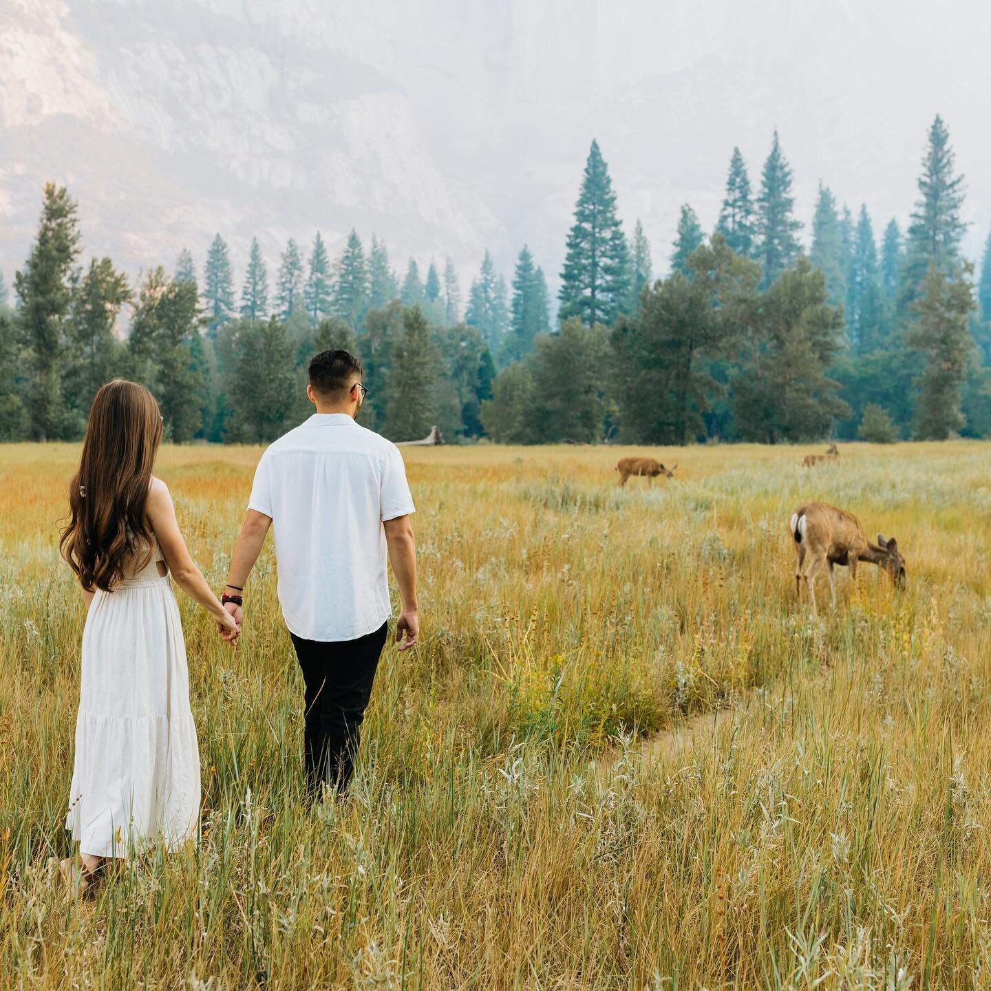 The most beautiful sunrise stroll in Yosemite 🥹 the deers were all over the valley meadows and I can truly say this was one of the prettiest summer sunrises I&rsquo;ve seen✨