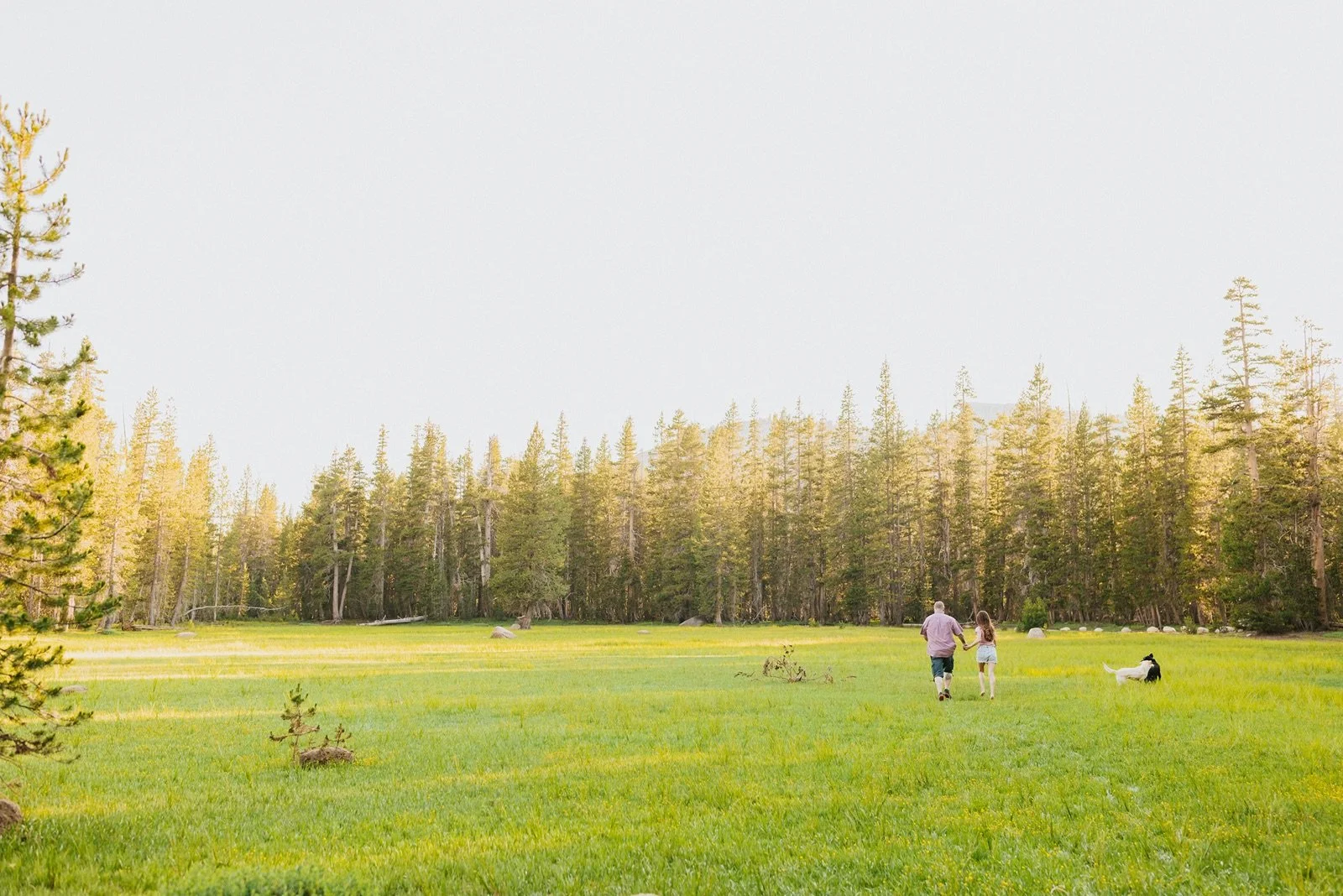 A man, a woman, and a dog walking on a grassy field near a forest with tall trees during daylight.