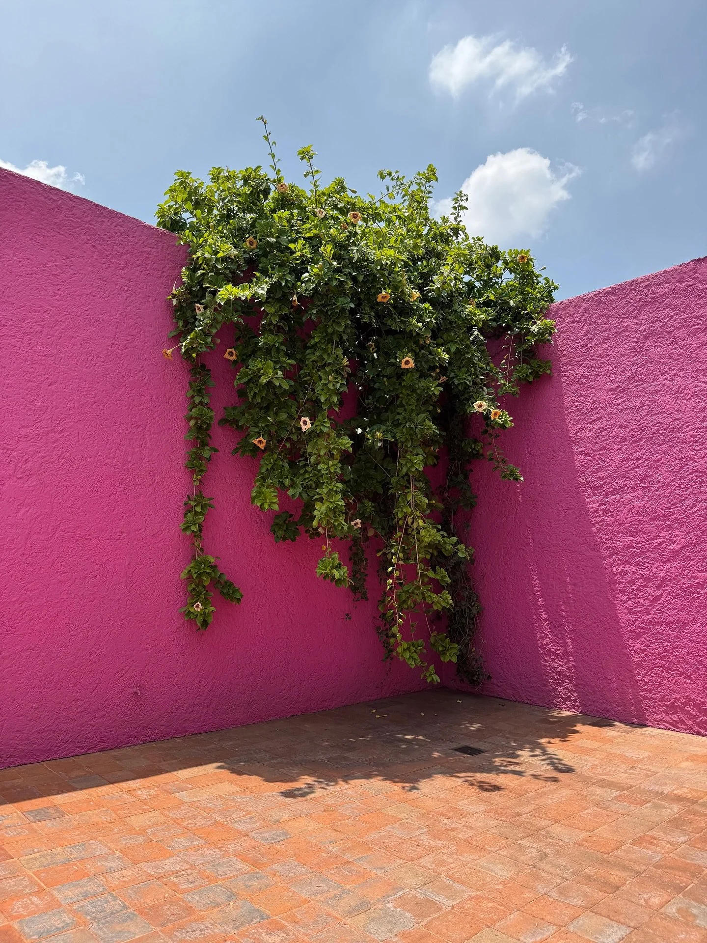 🌺 luisssss 🛋️🔅🔆