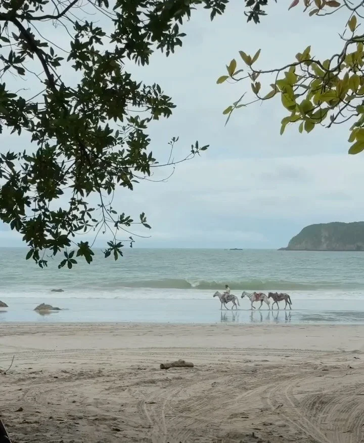 horses &amp; monkeys &amp; sloths oh my !!