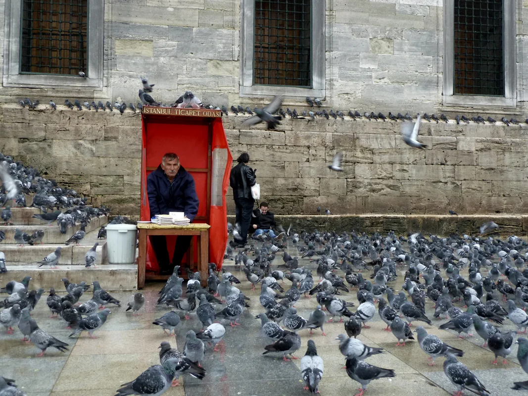 PigeonMan.jpg