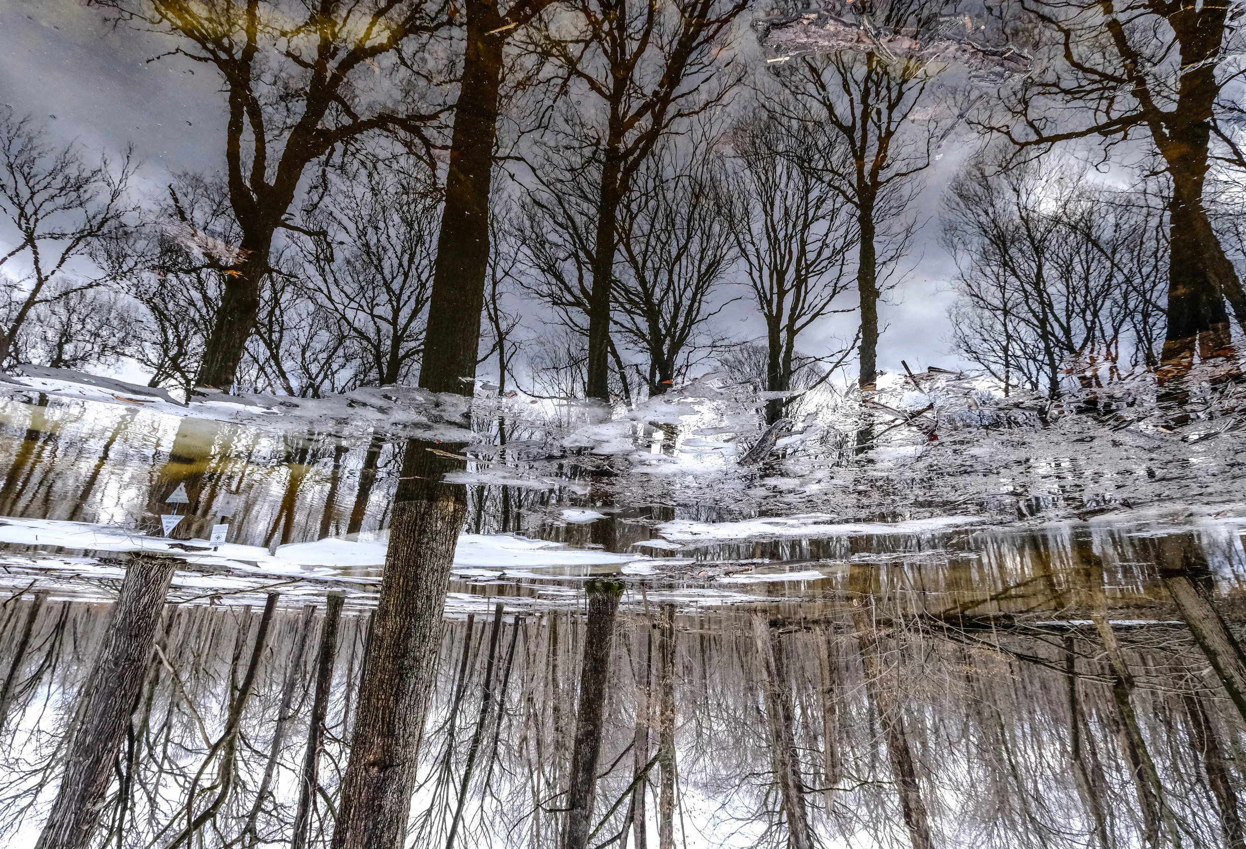 Ice&Trees.jpg