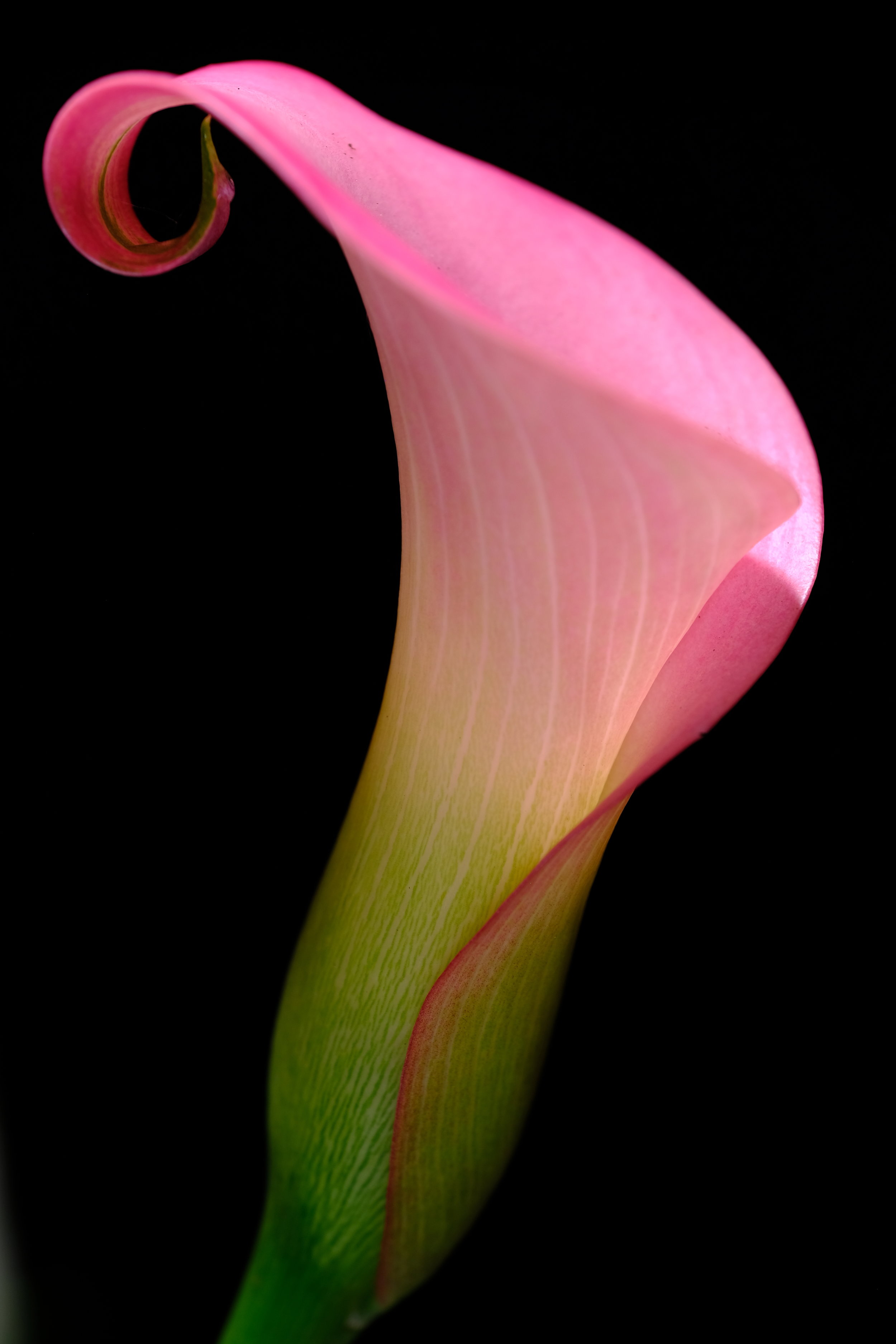 Calla Lily