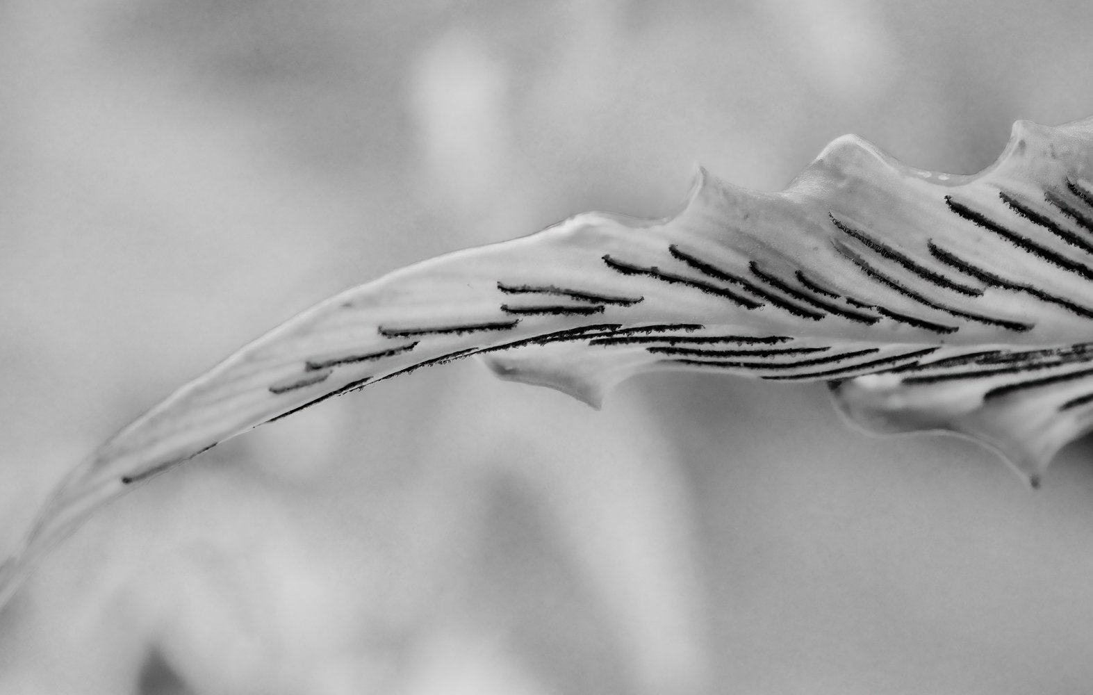 DSCF0402-Edit.jpg