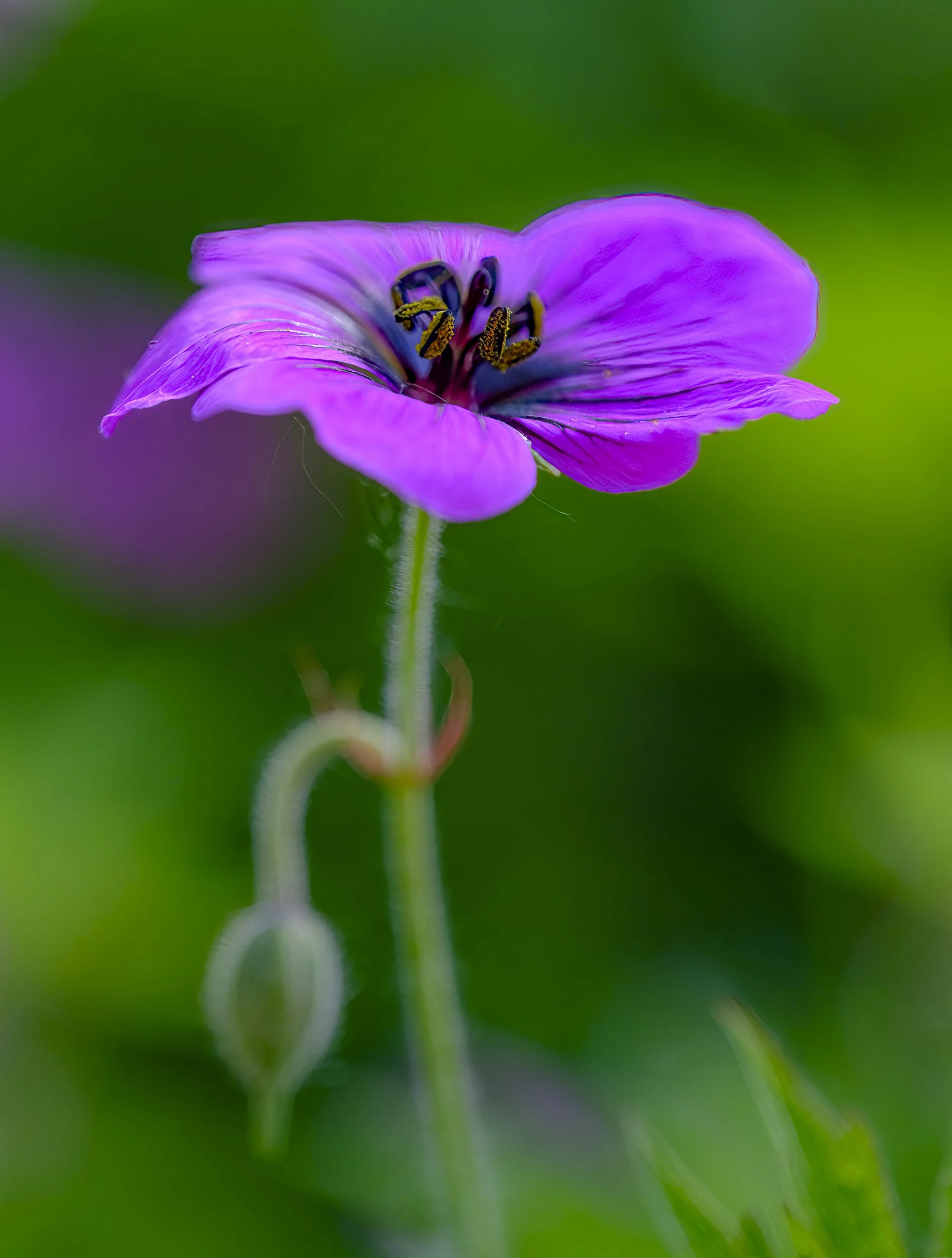 DSCF0525-Edit.jpg